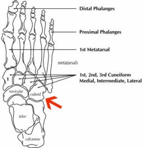 Foot-Anatomy